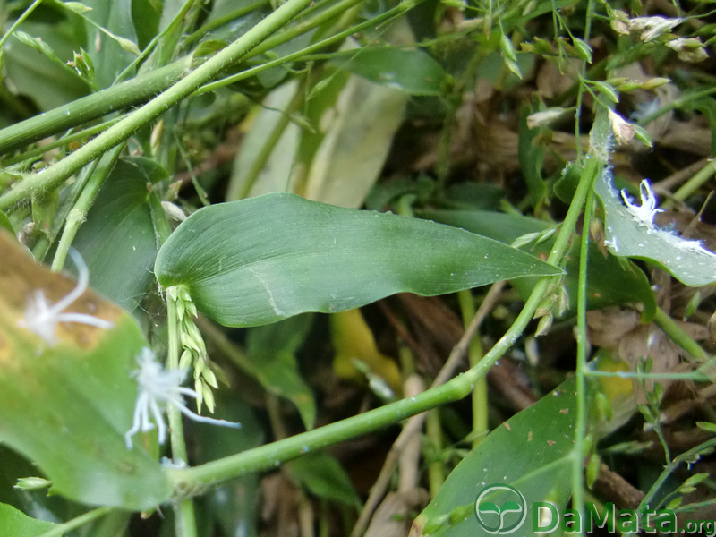 File:DamataInfestMaio2012 02.jpg