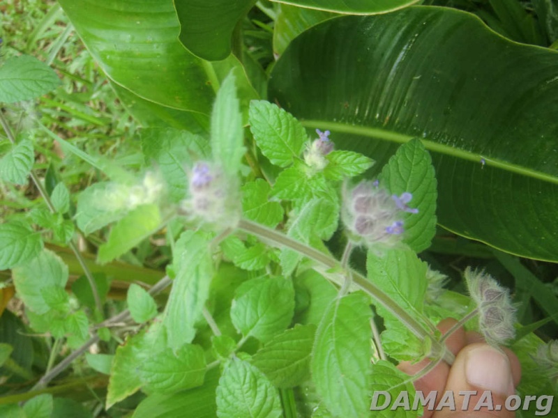 File:Inf neutra7.jpg