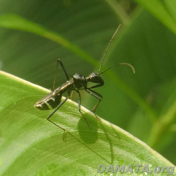 File:ReduviidaeRecorte (2).jpg