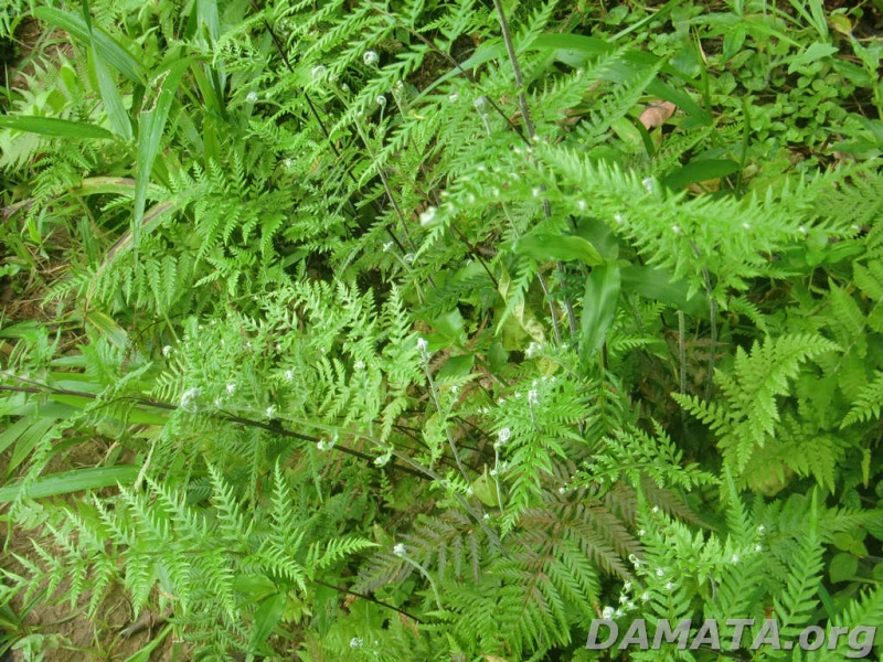 File:Inf neutra8.jpg