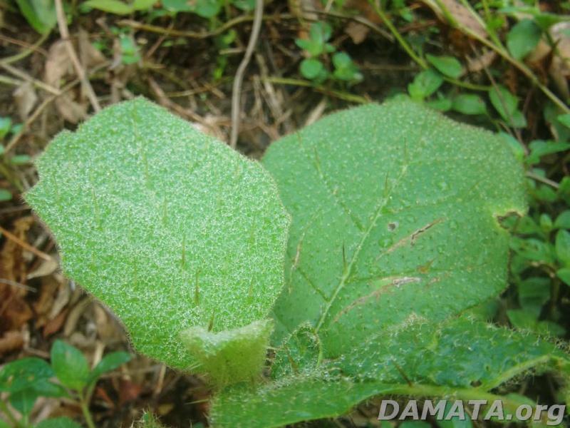 File:Inf neutra6A.jpg