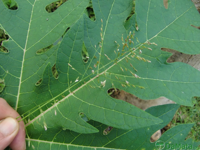 File:DamataInfestMaio2012 01.jpg