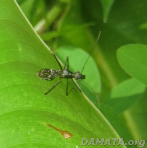 File:ReduviidaeRecorte (3).jpg