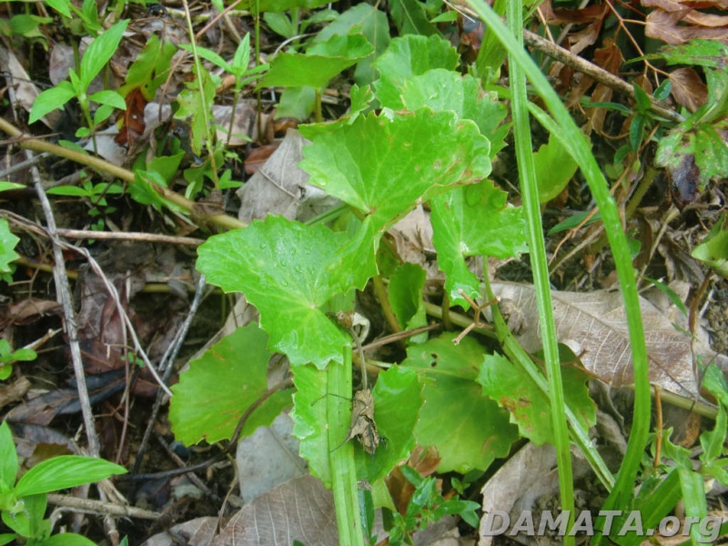 File:Inf neutra2.jpg