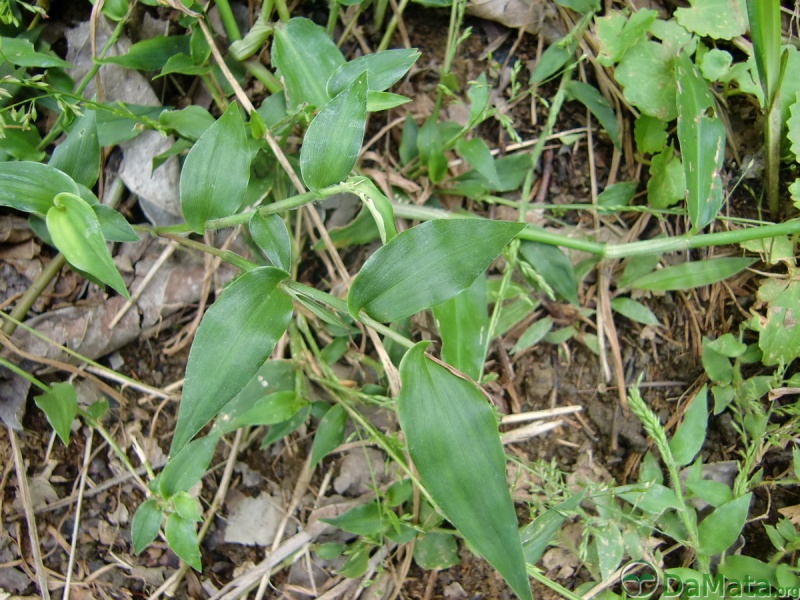 File:DamataInfestMaio2012 03.jpg