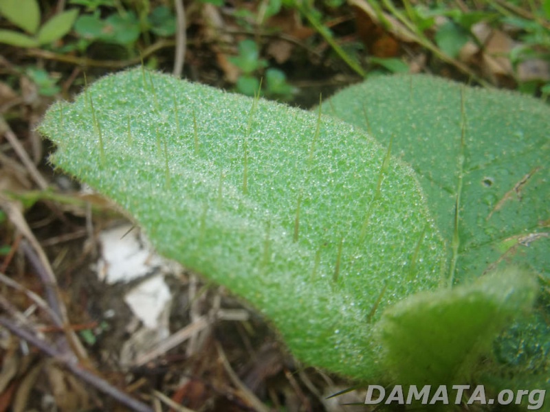 File:Inf neutra6B.jpg